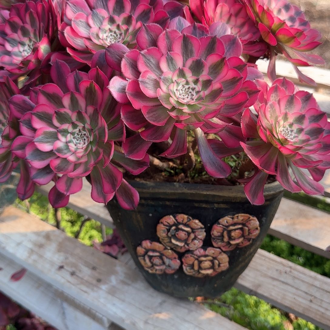 多肉植物法师超白