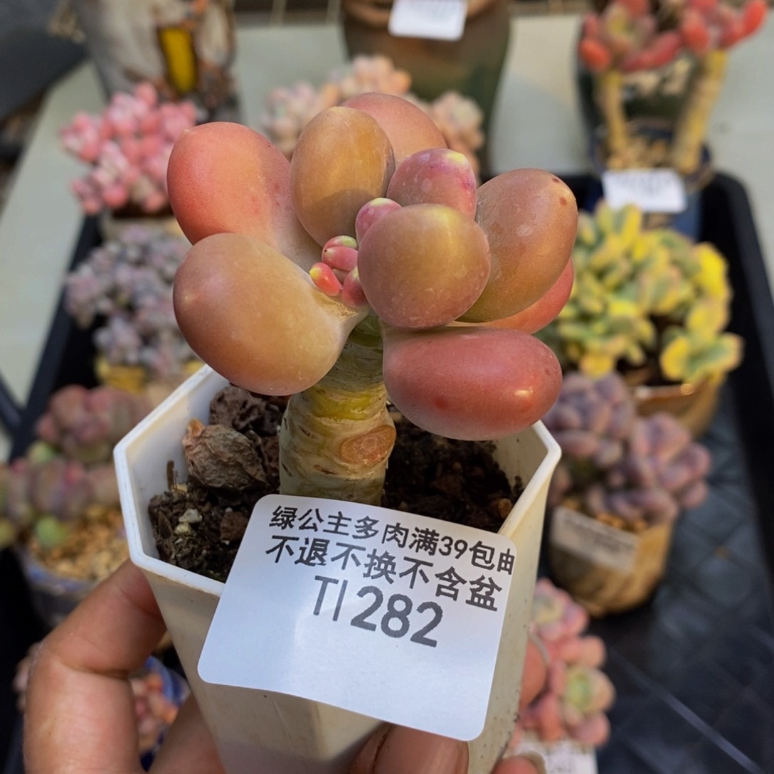 282金蟾多肉肉5c m