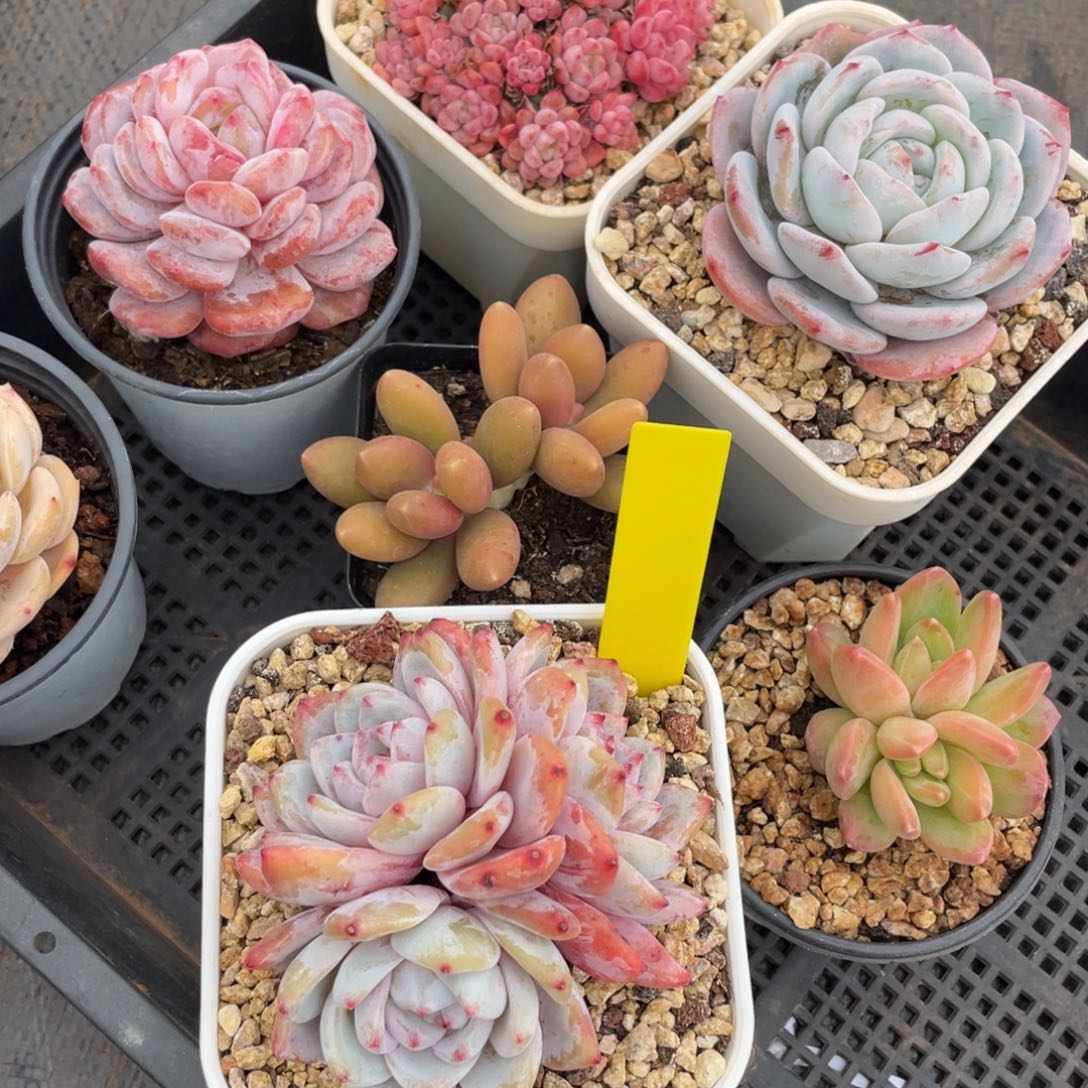 姐姐说她真的不是一般