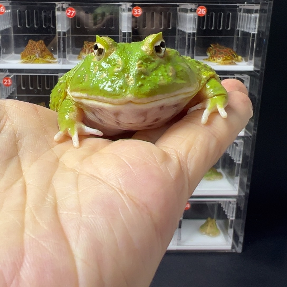 角蛙精品雪花t眼抹茶7-8cm