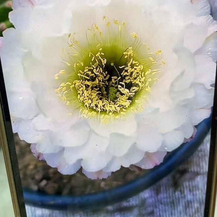 彩草黑美人带根5公分左右干皮