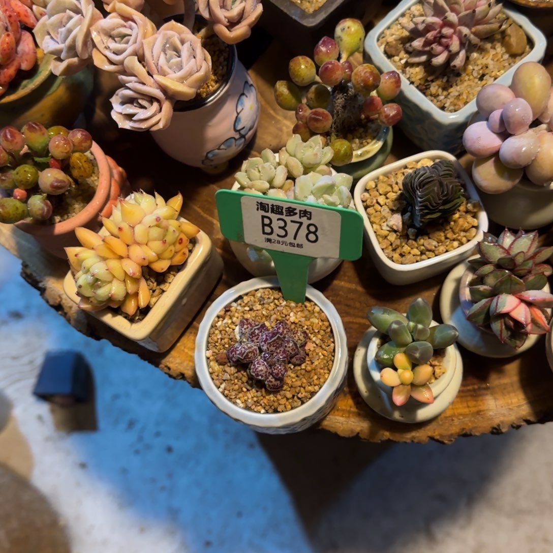 莫*多肉植物达摩海报