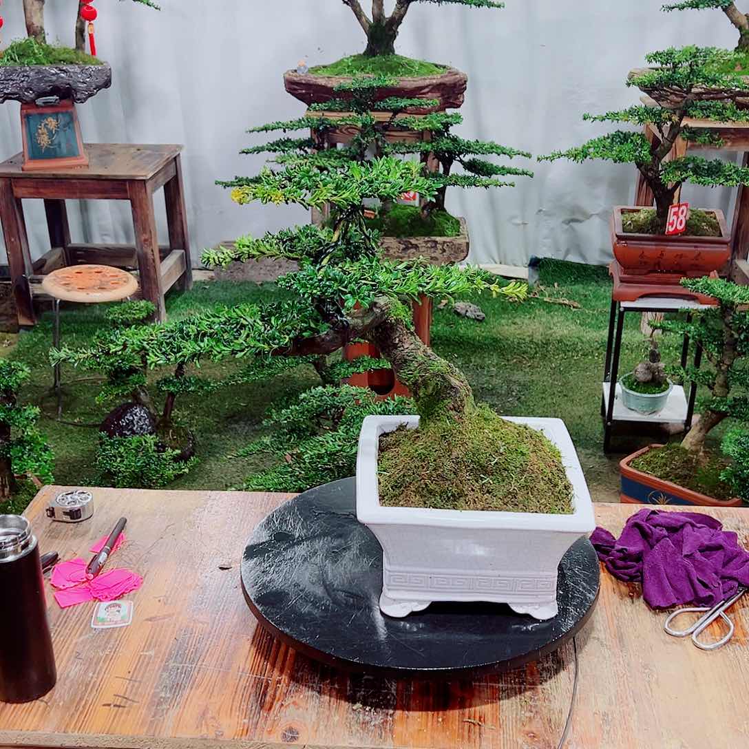 罗汉松小老桩红芽罗汉松