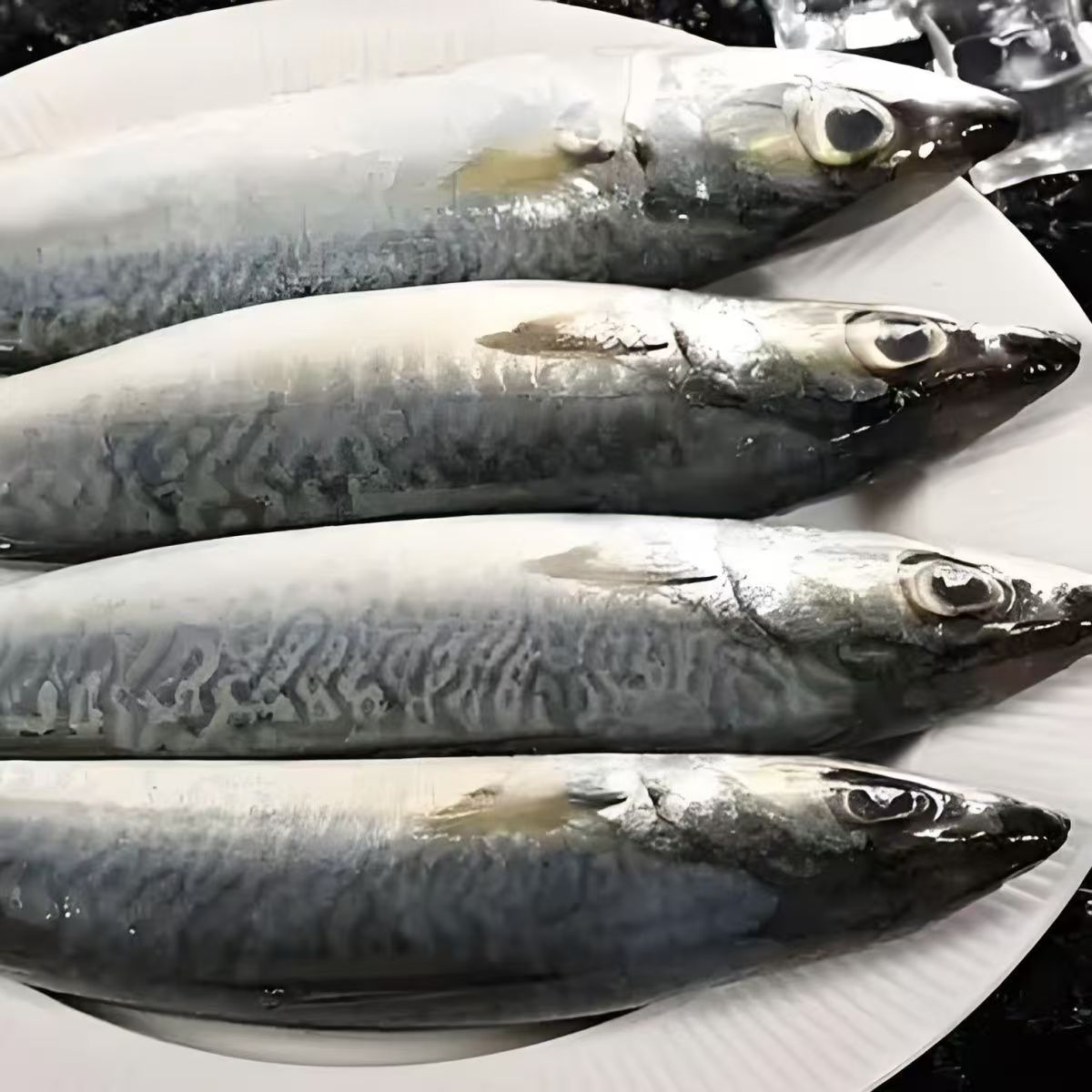 新鲜鲐鲅鱼 一斤3条 海捕野生青占鱼 青花鱼 整条鲜冻 