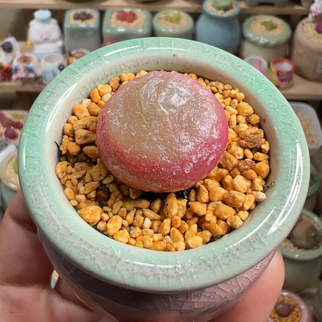 多肉植物96号灯泡