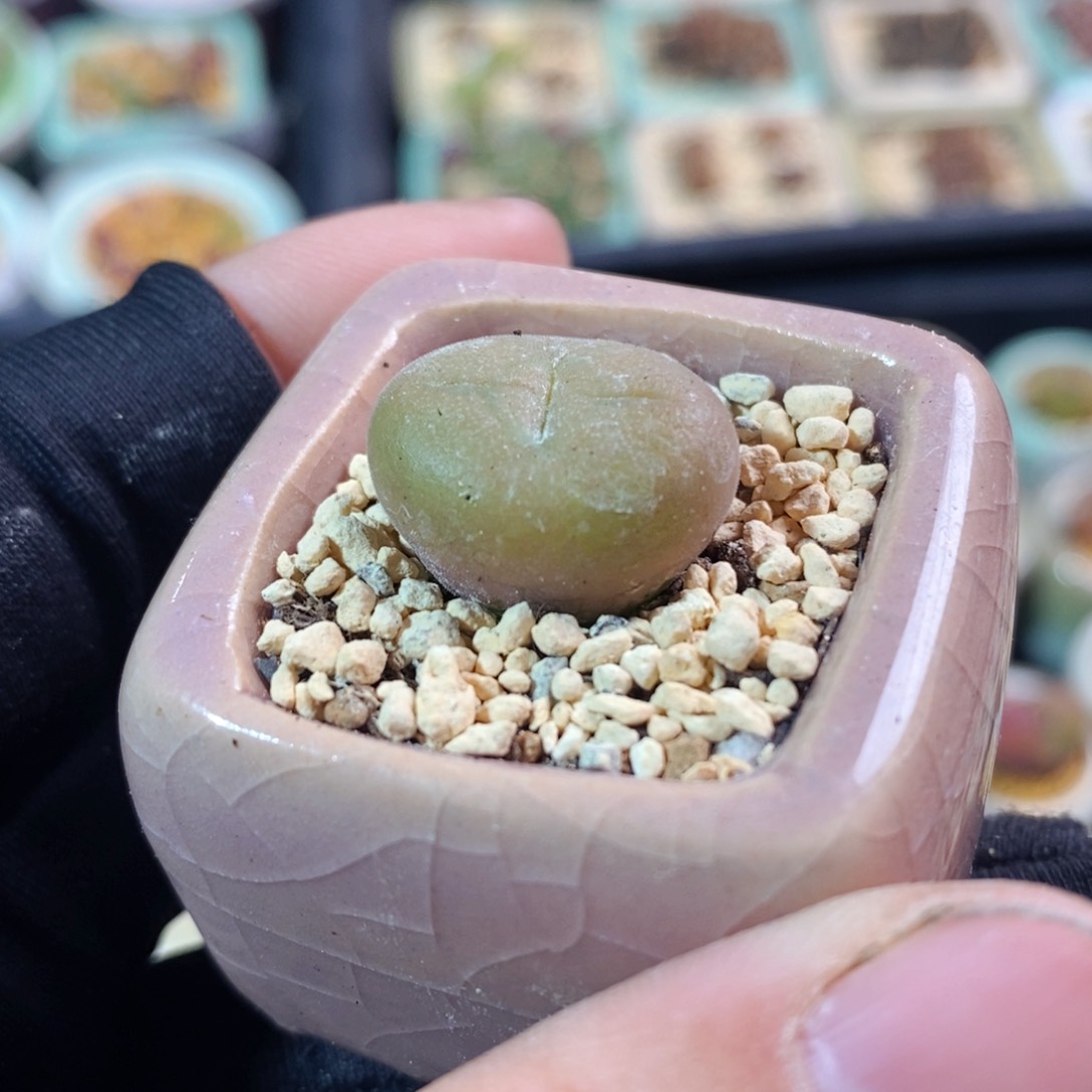 2599-一物一拍带盆 空卡佛