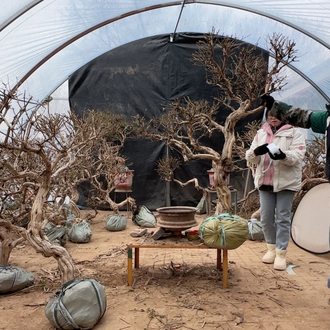 爺***】金银花金银花金玉牡丹