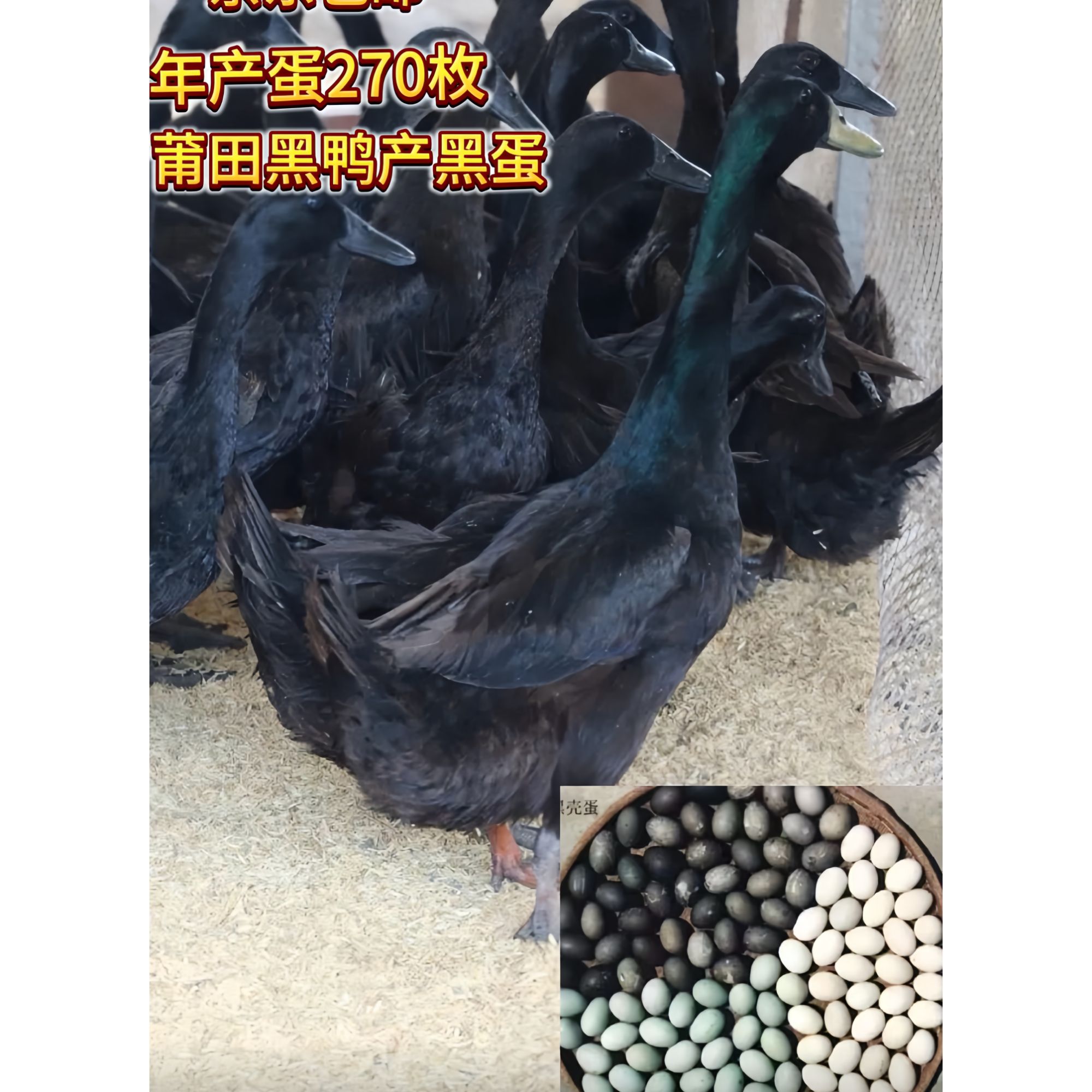 宠物鸭莆田黑鸭5两左右黑壳蛋鸭产蛋王脱温好活京东包邮