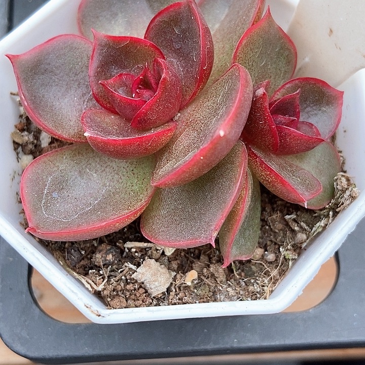 多肉植物红灯907多肉