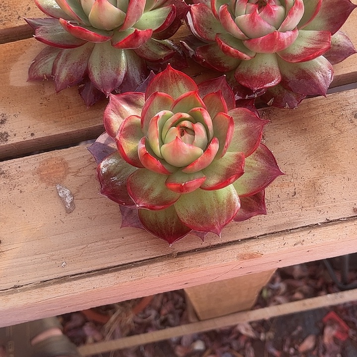 ****。惊鸿仙子多肉植物1005