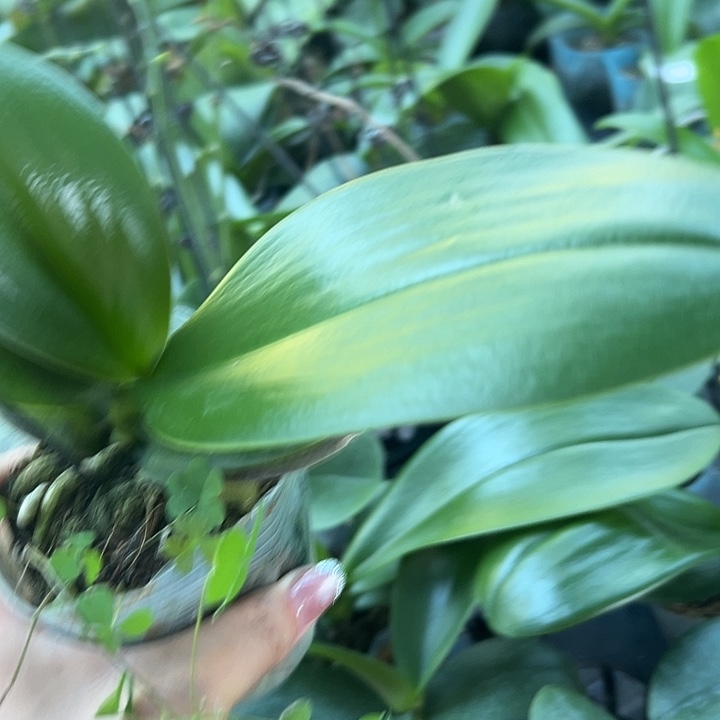 当前无花栽培后可以开花实生剪梗3.0苗