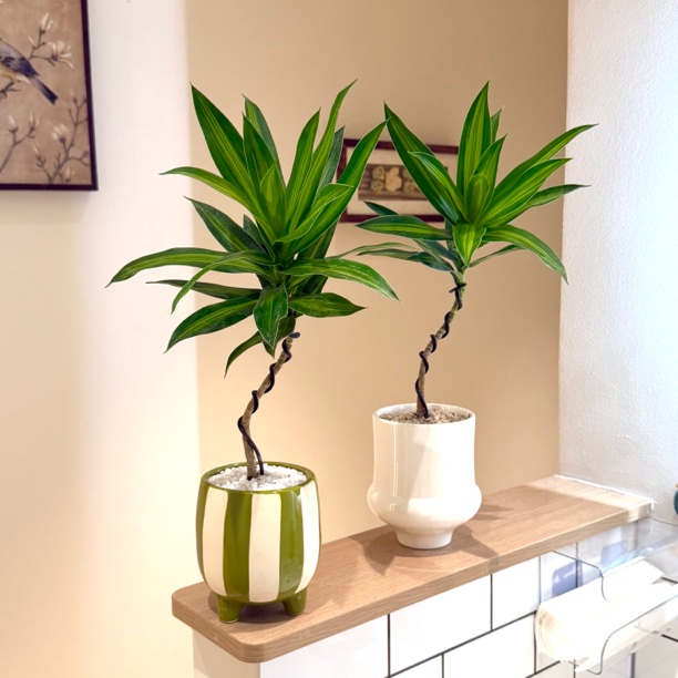 造型金心青叶百合竹盆栽盆景室内客厅办公室桌面观叶趣味花卉绿植