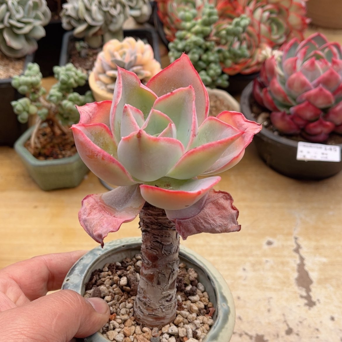 【闪购商品】179柠檬