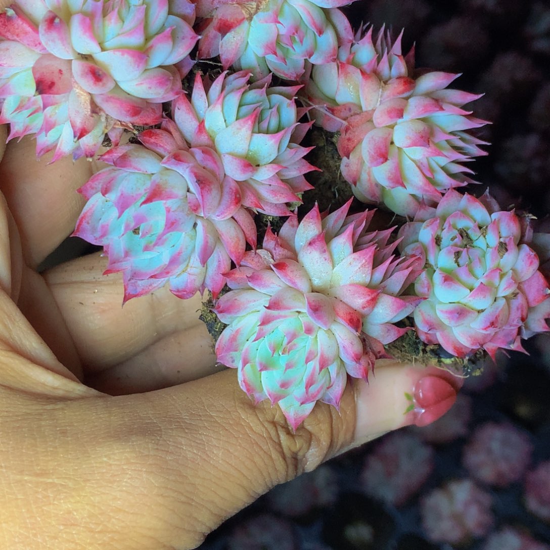 睫毛女王双头3颗 满9.99送1颗