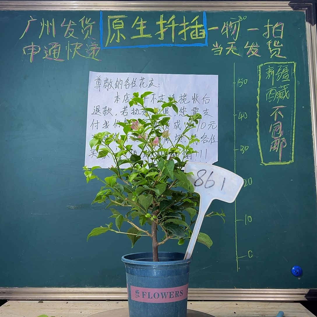 当前无花栽培后可以开花  雪紫  861