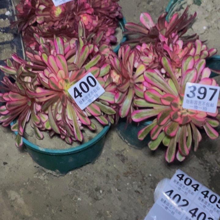 白月光27-8花花花花