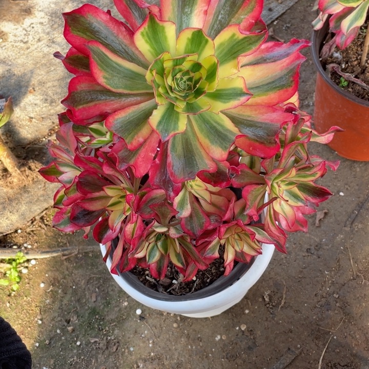 明***明77魅影多肉1234579456123