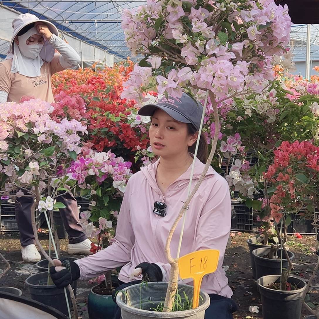 菀***店大部分花苞少量开放F18丽娜