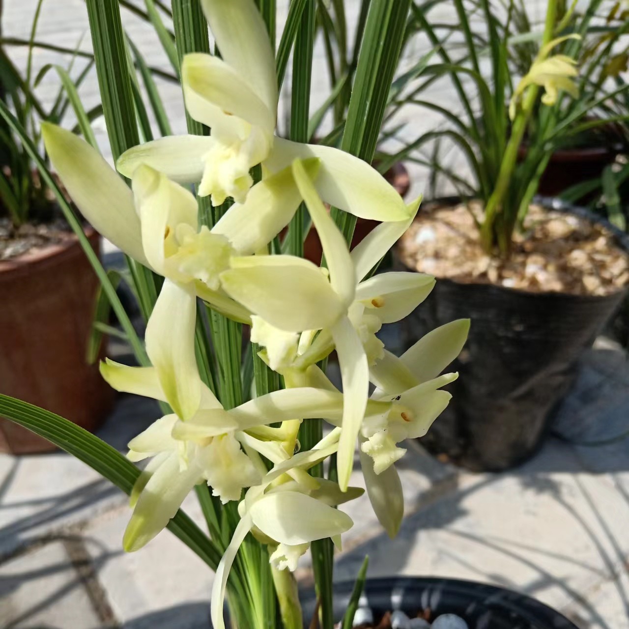 家庭蕙兰色花小盆景神木兰越南球妹紫阳花