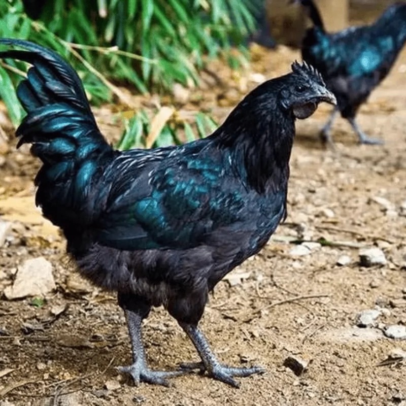 【海绵】农家散养正宗五黑土鸡半斤发货包邮到手12只