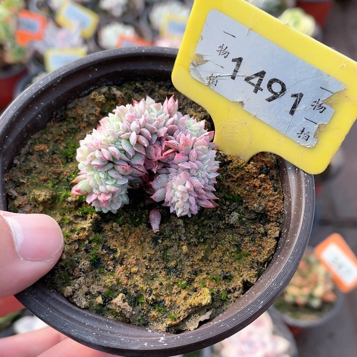 【闪购商品】1491号