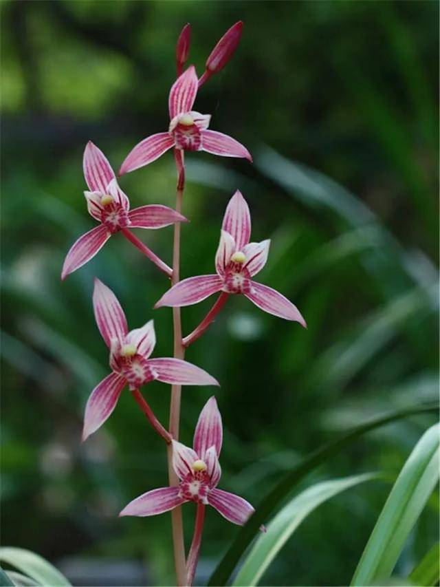 带花剑【市长红】建兰红花名品室内好养易活