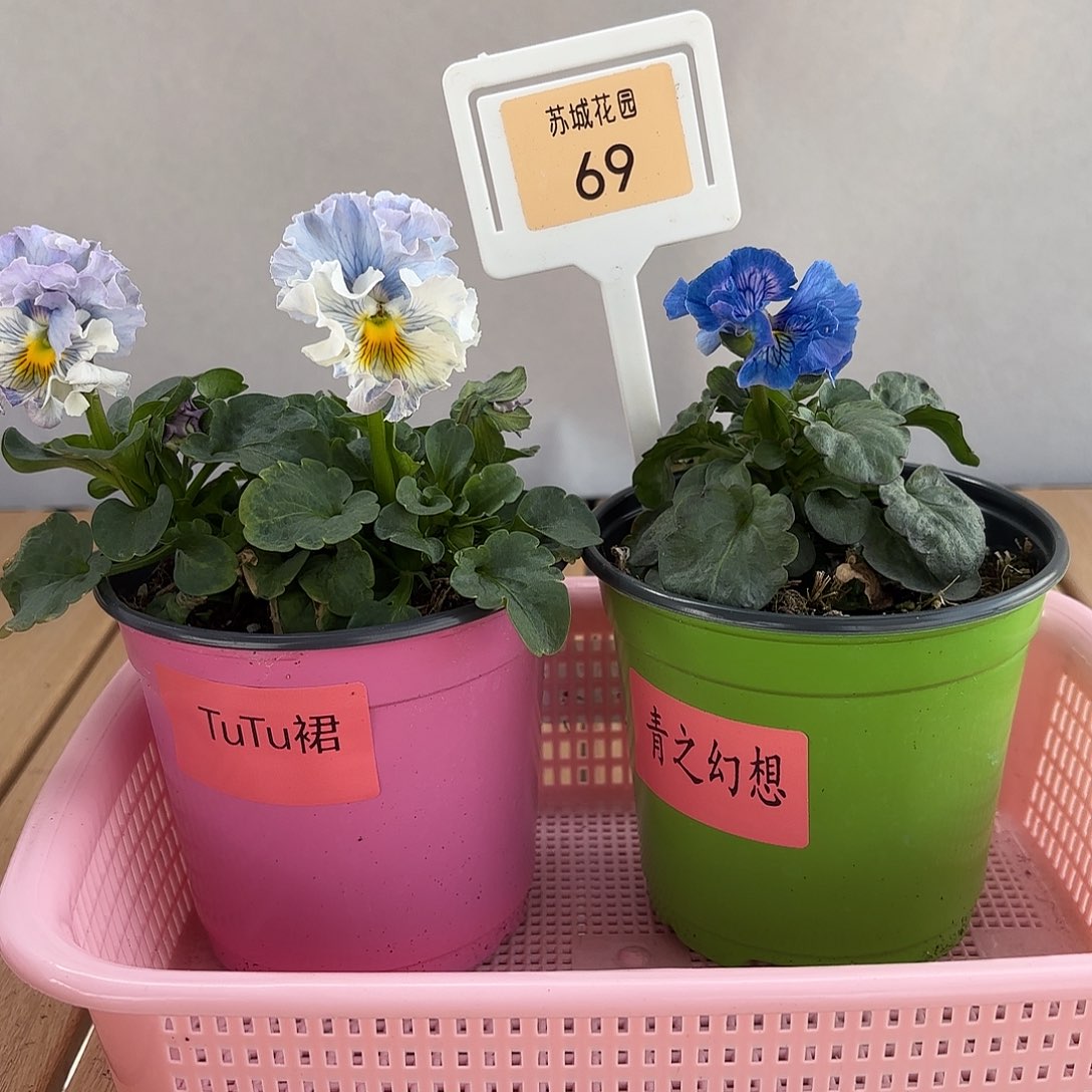 大部分开放少量花苞69