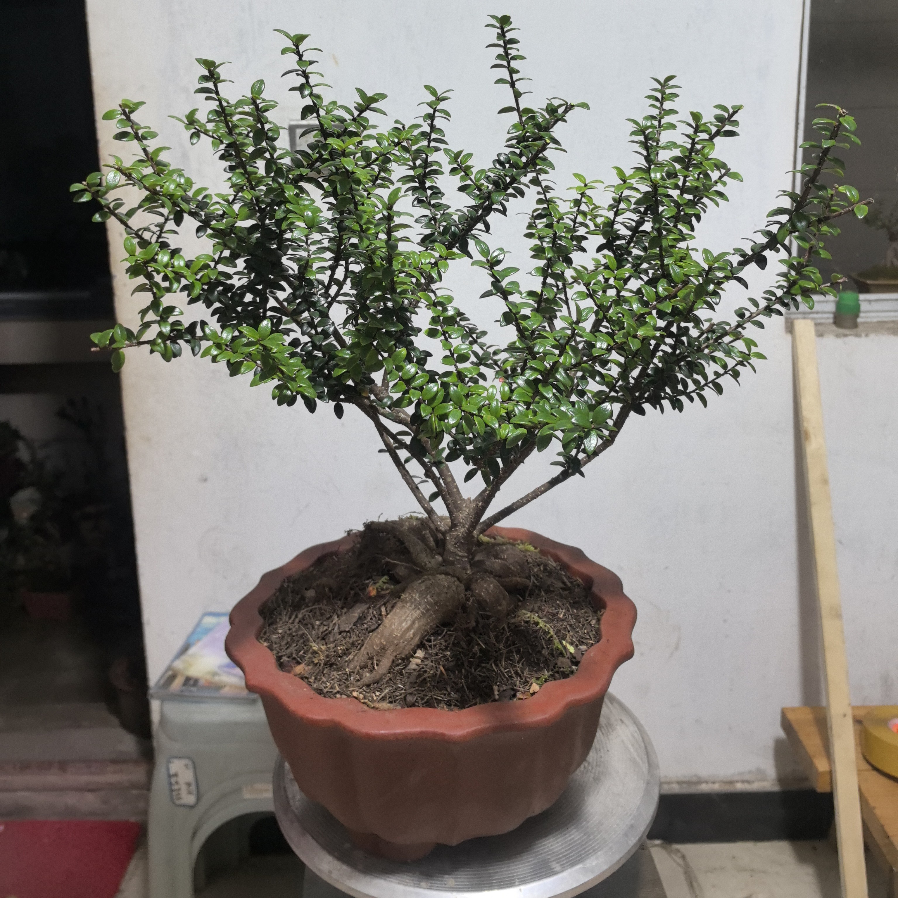 树罗卜、开花结果、四季常青不落叶，好养易活，具有一定的观赏价值。