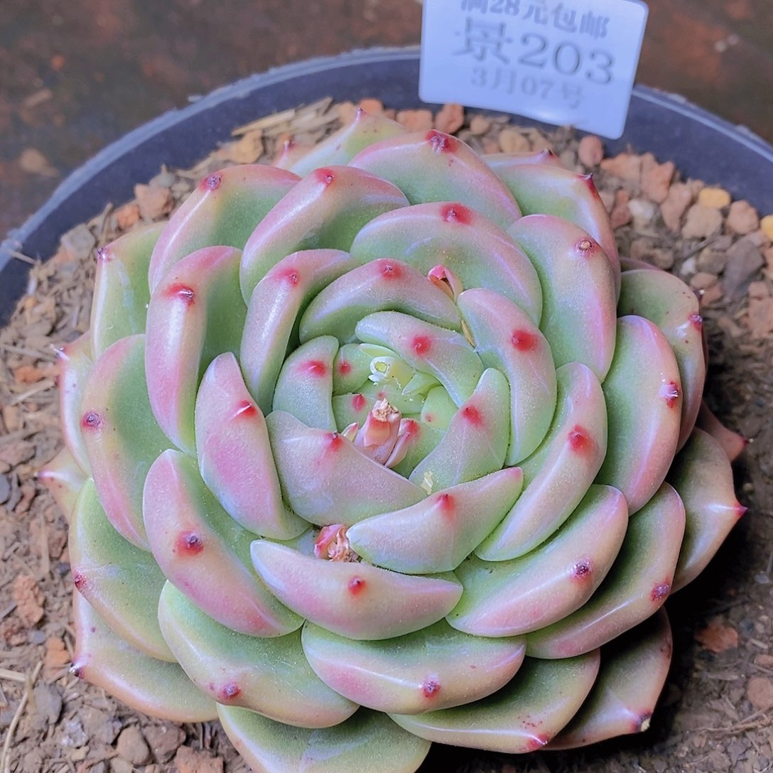 【闪购商品】云203号山茶花