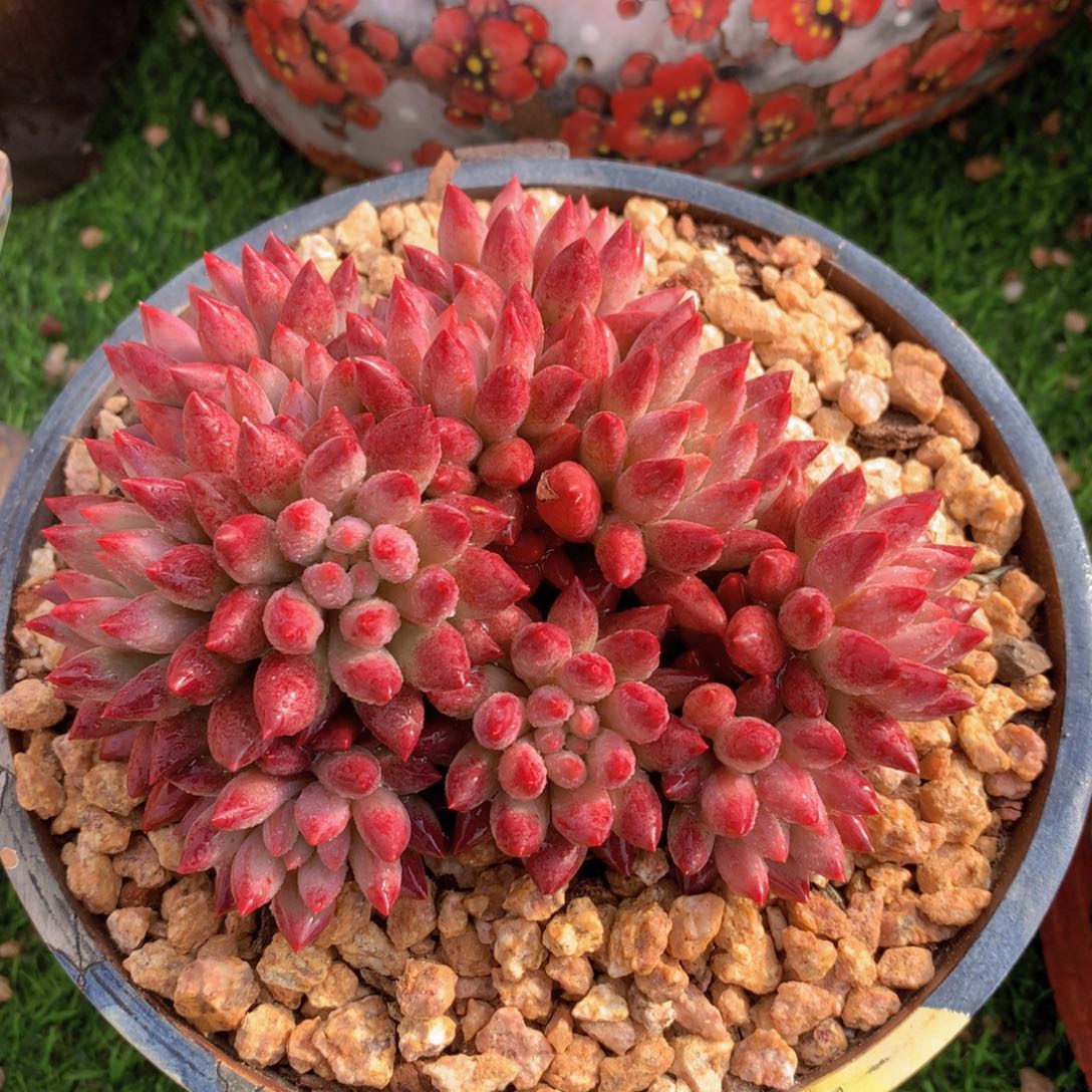 流沙虞美人14 公分一物一拍