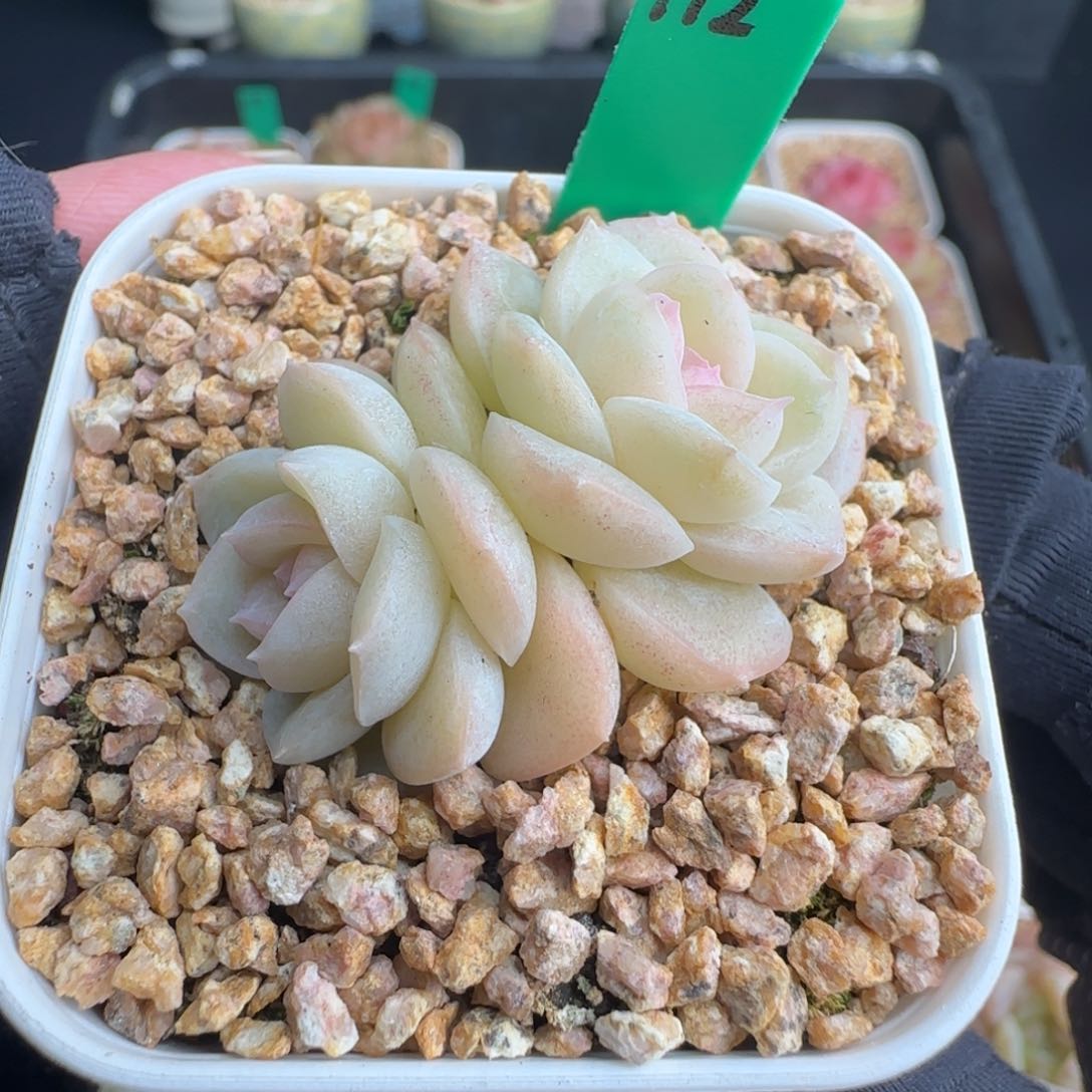 多肉112   福利   5厘米盆