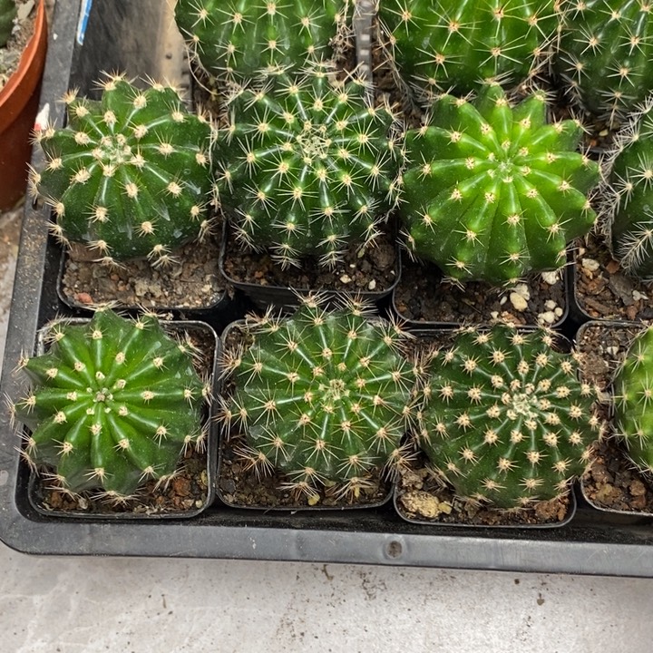 实生彩草苗5棵4公分左右