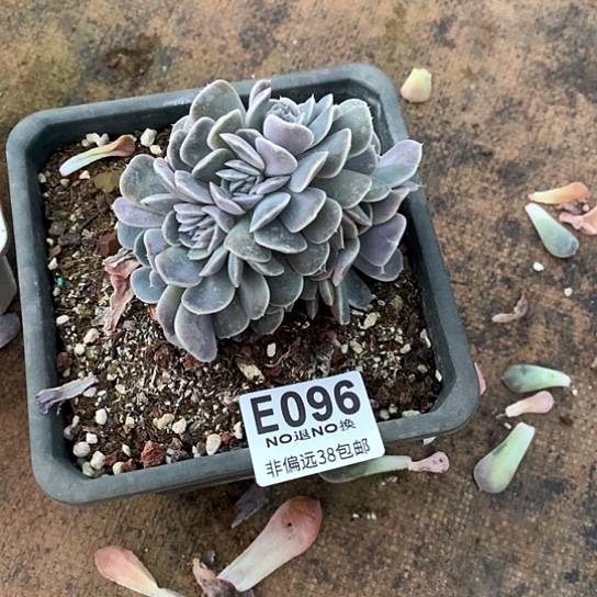 静***清汉堡缀化096 亏本处理退款拉黑需延迟发货