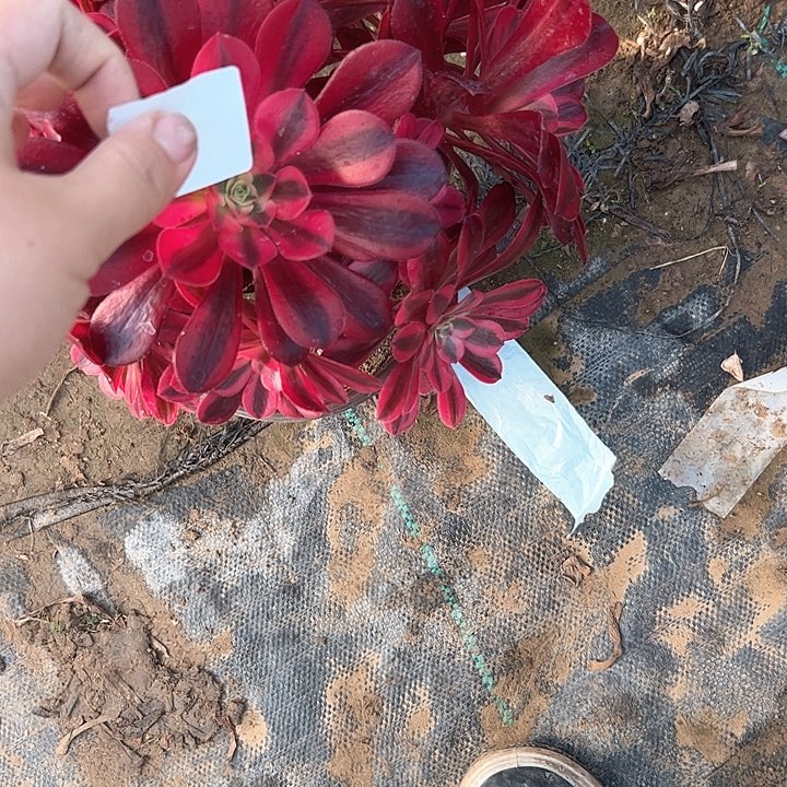 多肉法师植物链接177