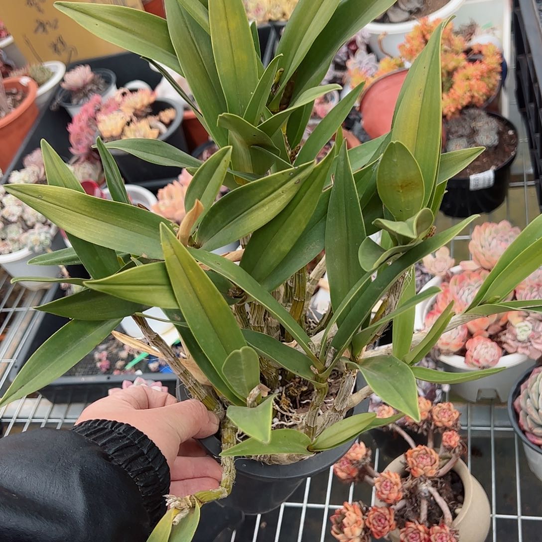 石斛花大盆整桩老桩