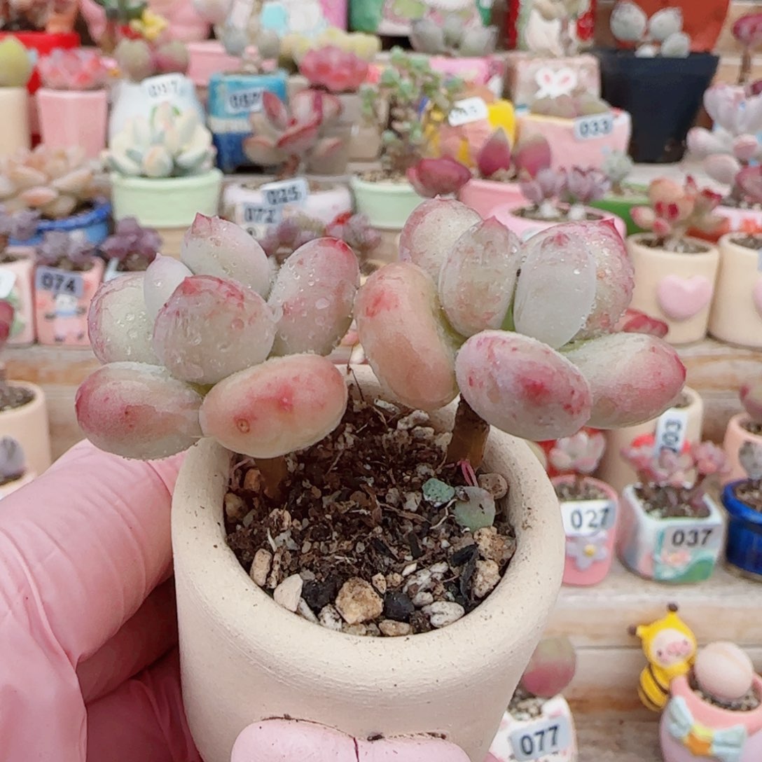 T胖胖彩虹盆口2.5cm