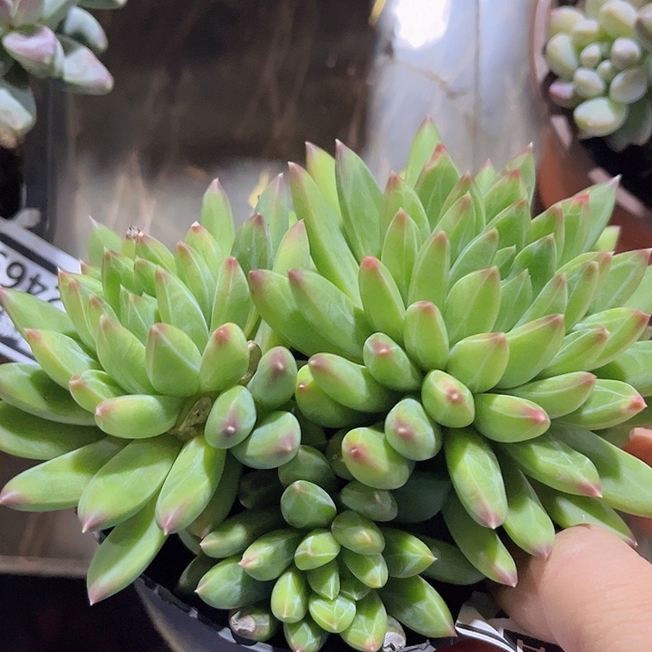 青花瓷24101多肉植物