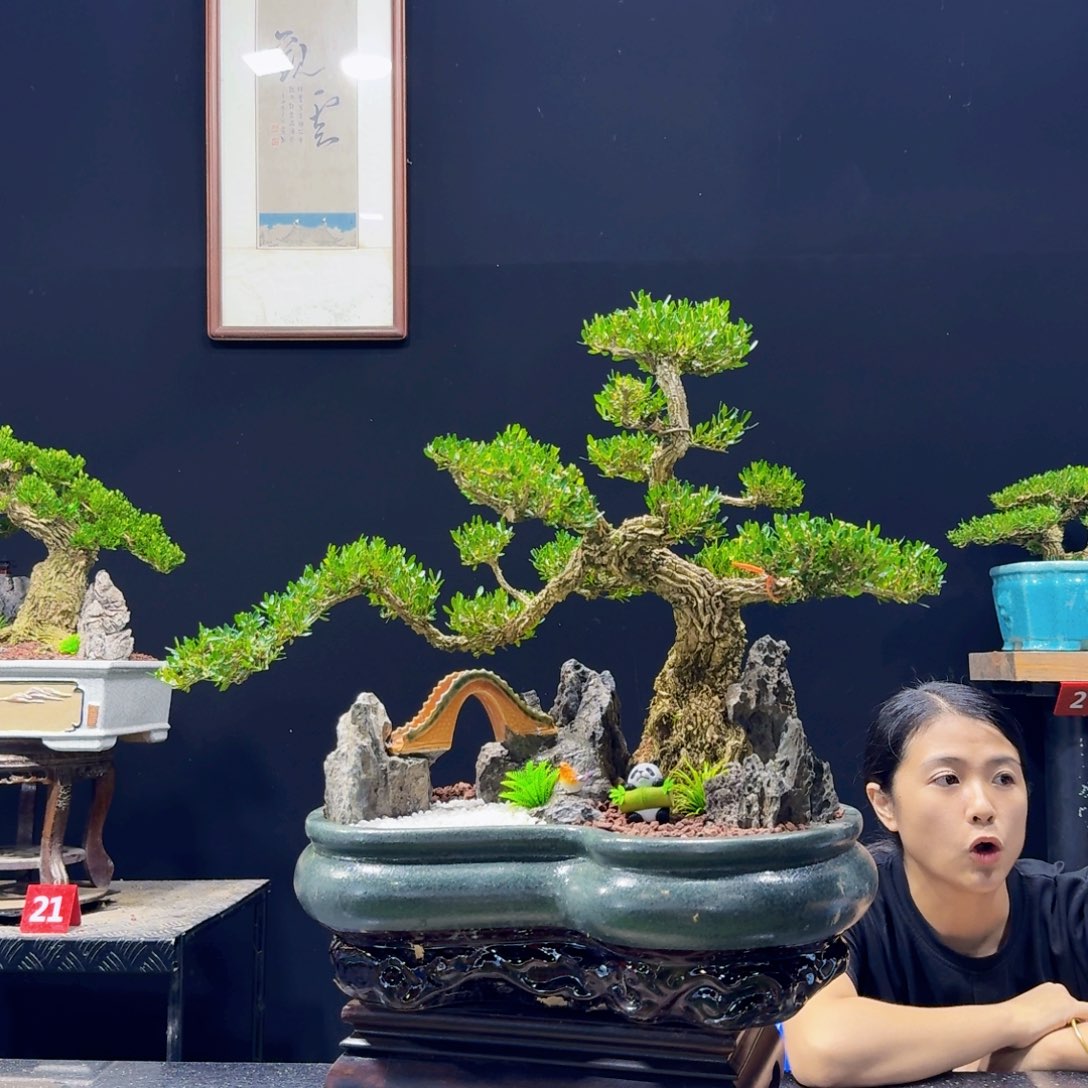无花朵黄杨盆景四季常绿
