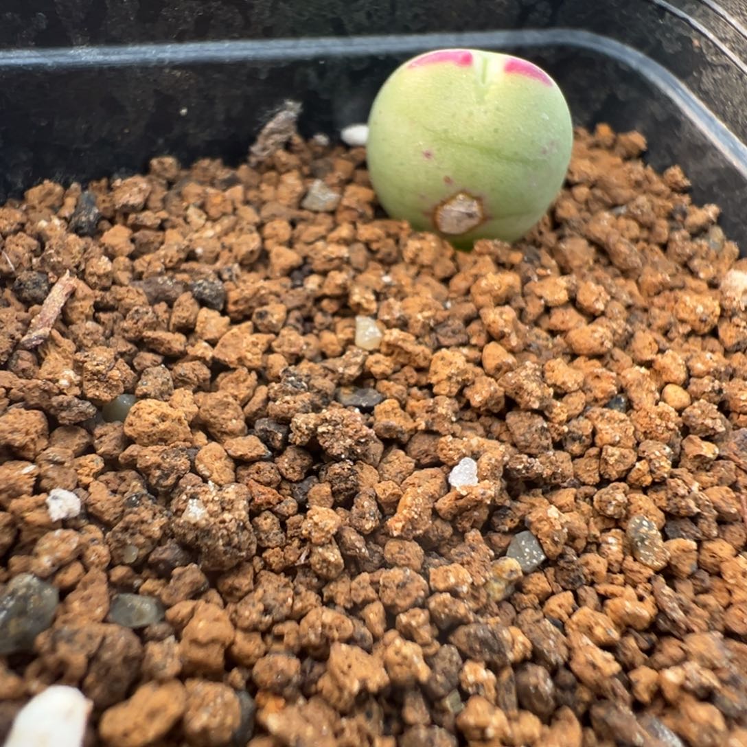 10-26肉锥多肉植物大战