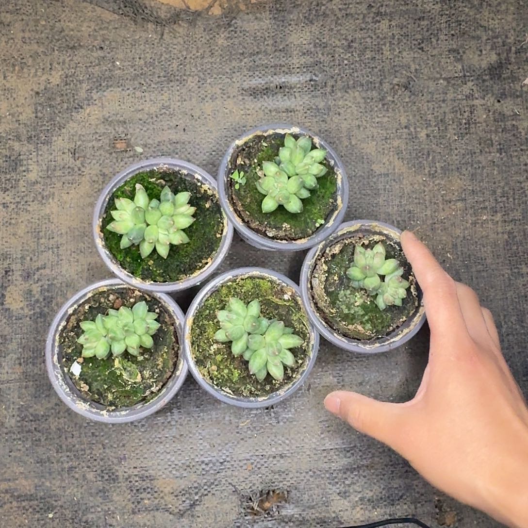 金鹊88888888888888