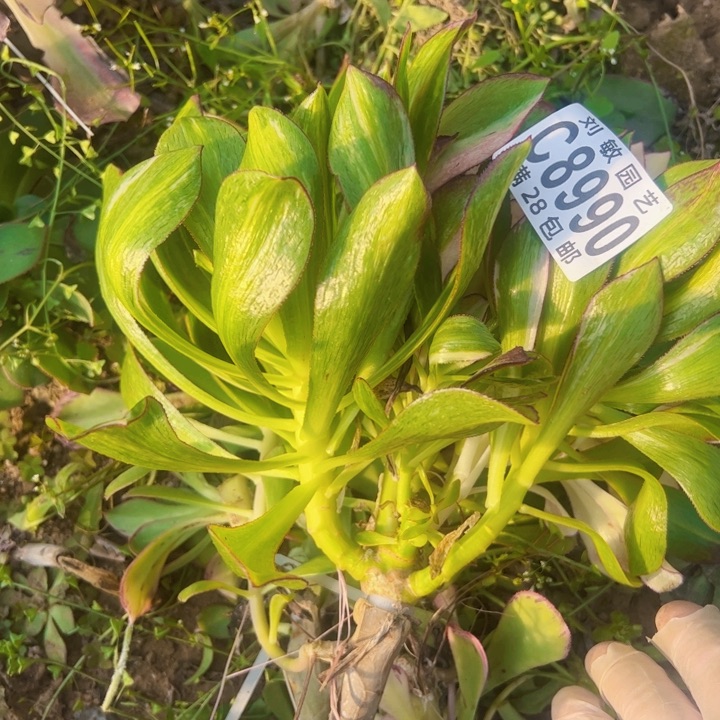 8990多肉植物无根冰7彩法师