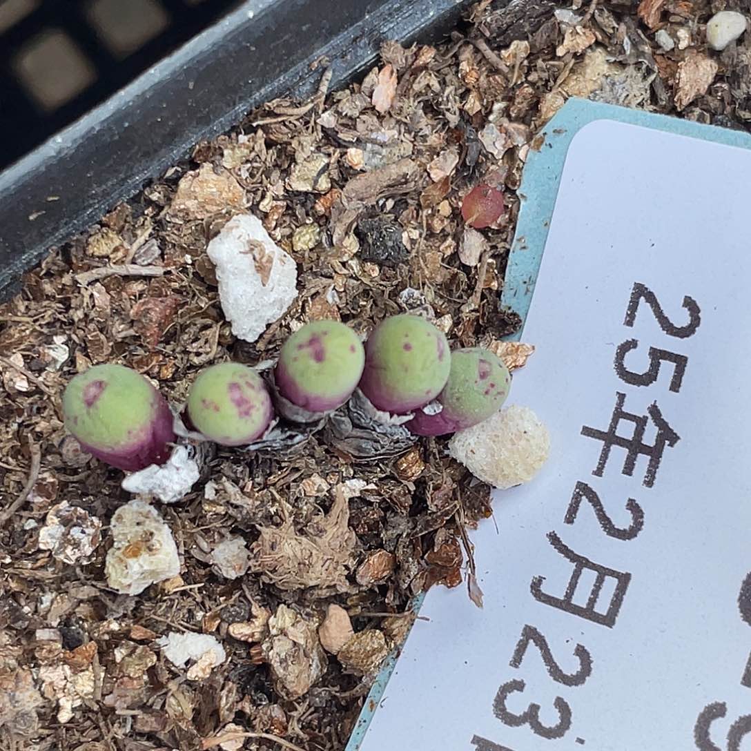 23-99嘴1380b多肉植物