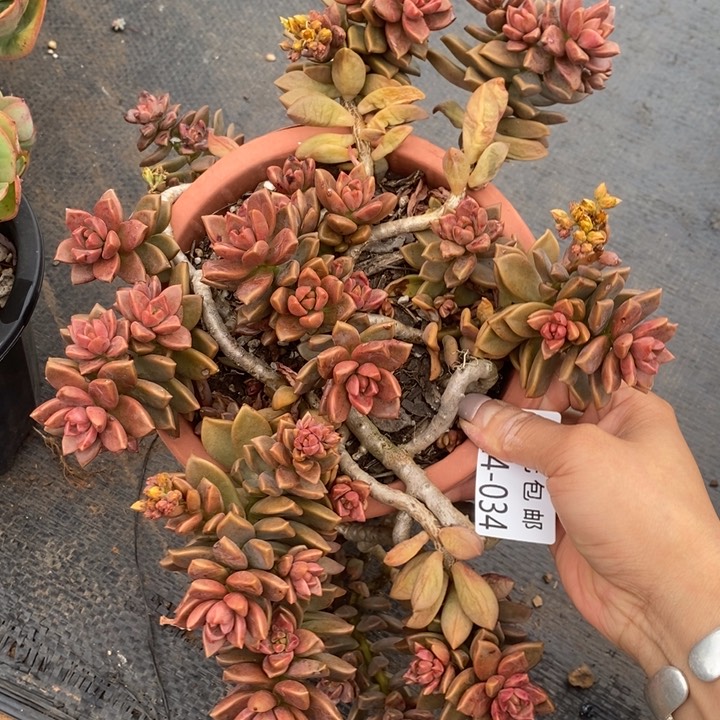 夏悦多肉0524-34姬胧月