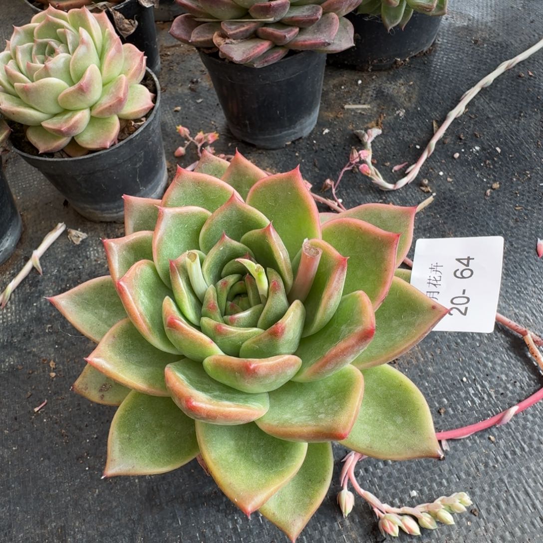 多肉杂交一物一拍20-64