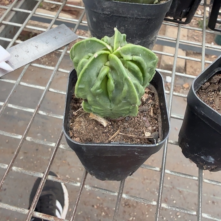 y***爸实生小核桃4仙人球