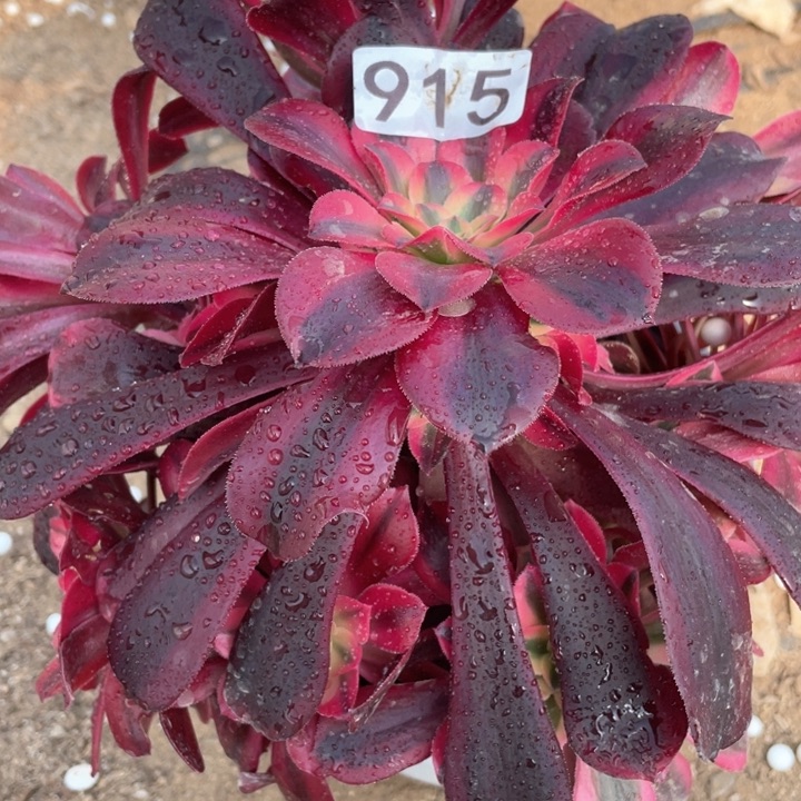 915多肉植物美杜莎