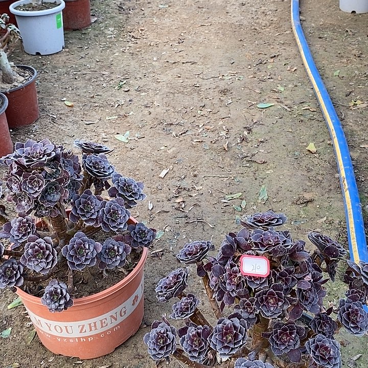 210，荷兰玫瑰多肉法师