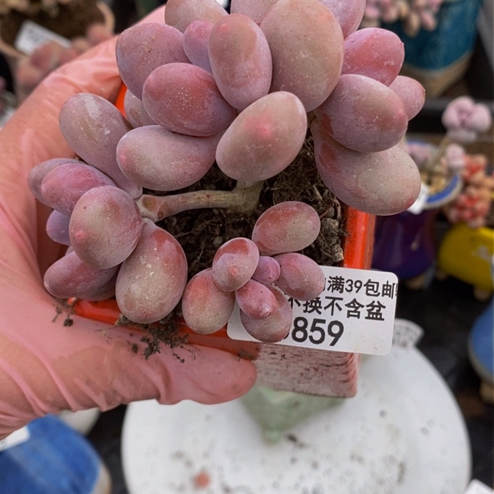 蛋黄奶7cm859多肉植物