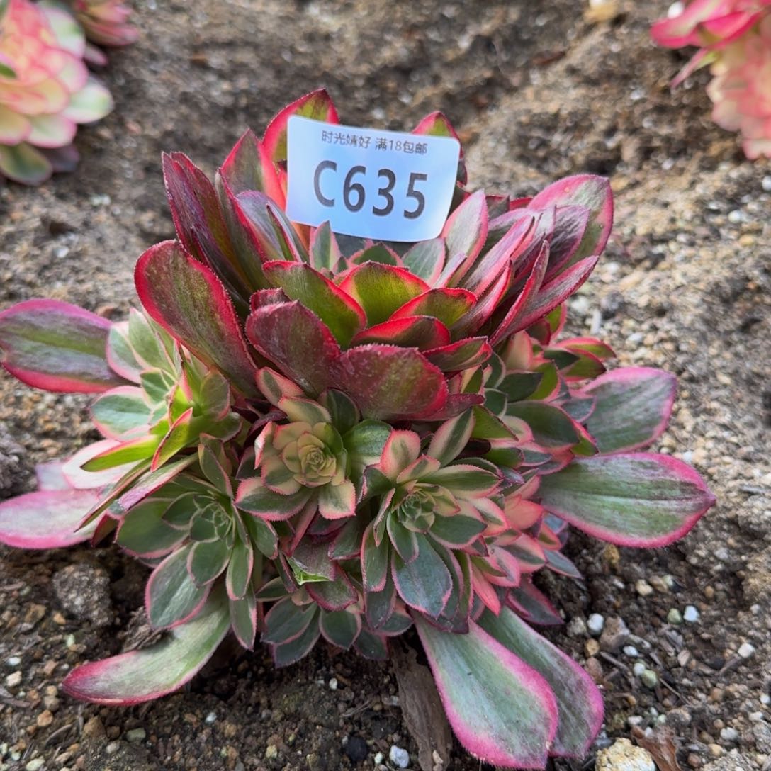 635黑魔锦多肉植物