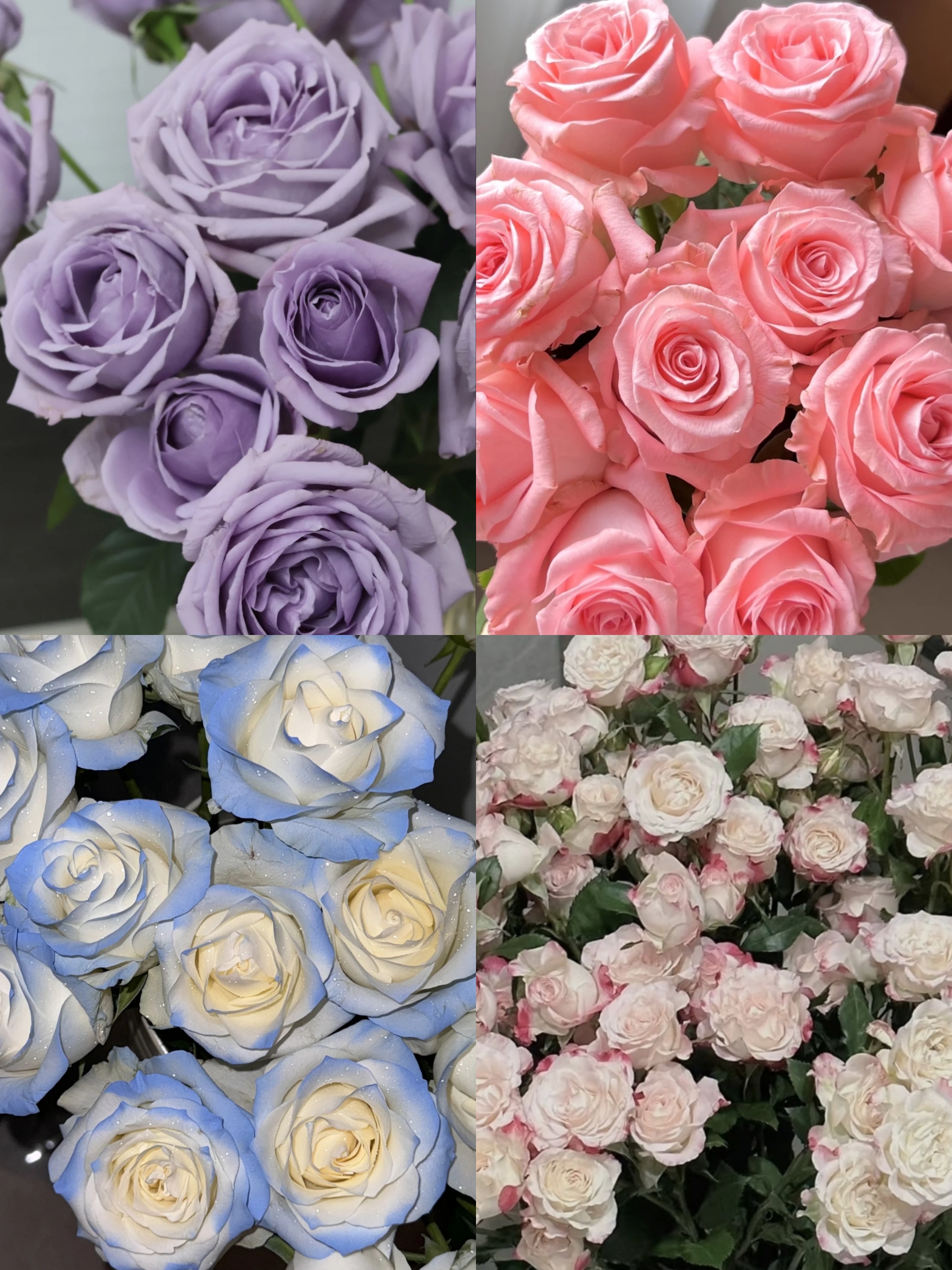 【鲜花7件套】云南基地直发家用客厅餐桌插花水养云南直发鲜花
